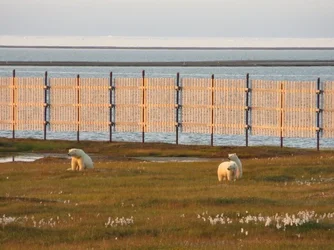 $kaktovik-047.webp
