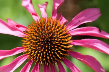 $Cone flower.webp $Cone flower.webp