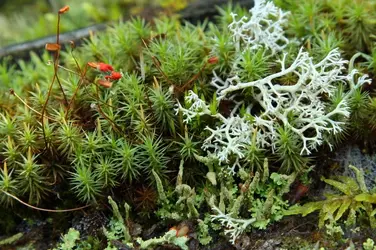 $Image_8741_Lichens.JPG