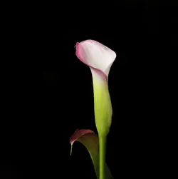 DSC_2731-Edit22.webp
