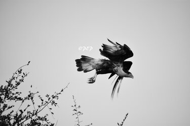 0918201706BW.jpg