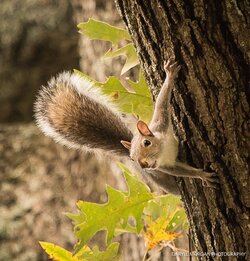 Random Nature - Daryll Morgan Photography-2.jpg