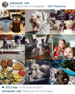 schnauzer_rule_full.webp
