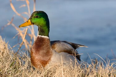 Lake Overholser-245.jpg