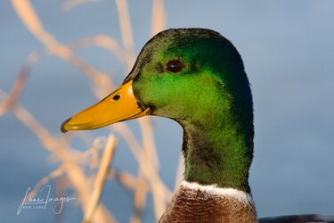 mallard-crop.jpg