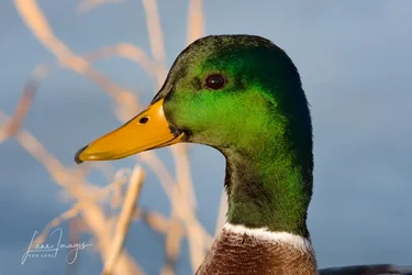 mallard-crop.webp