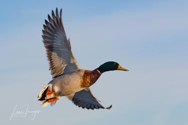 Lake Overholser-141.webp