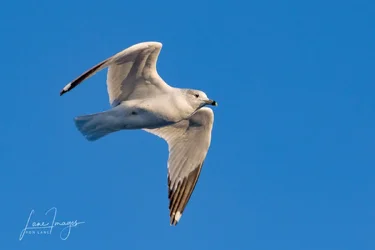Lake Overholser-158.webp