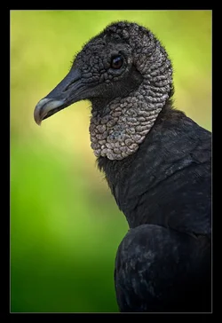 Vulture.webp Vulture.webp