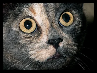 Fiona-a.webp Fiona-a.webp