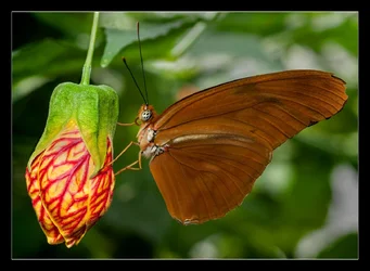 Bfly-Orange.webp Bfly-Orange.webp