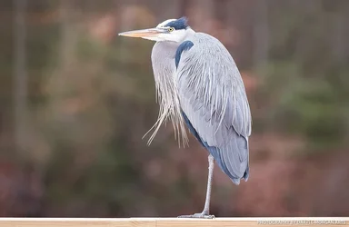 Heron - Daryll Morgan Photography-1.webp