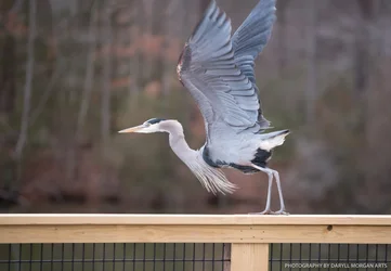 Heron - Daryll Morgan Photography-3.webp