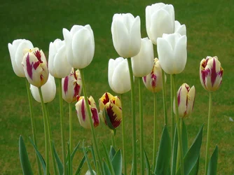 DSC00006.webp