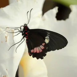 DSCF5255E.webp