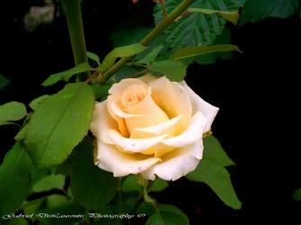$100_6330.webp