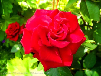 $100_6251.webp