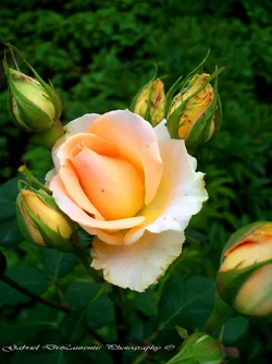 $100_0339.webp