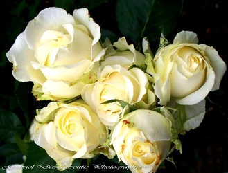$100_6266.webp