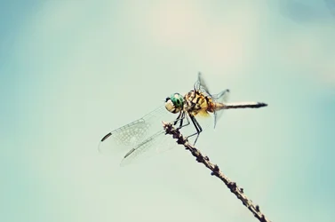 $dragonfly1.webp $dragonfly1.webp