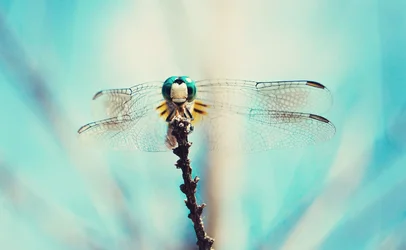 $dragonfly.webp $dragonfly.webp