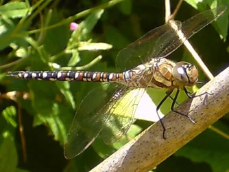 $Dragongfly - August 2012.webp $Dragongfly - August 2012.webp