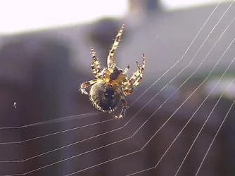 $Building a Web - Oct 2011.webp $Building a Web - Oct 2011.webp