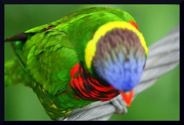 $photo40.webp