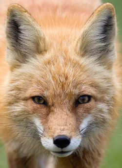 $Red Fox 1 105-Edit-2.webp