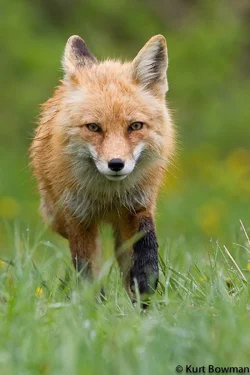 $Red Foxes 4 007-Edit-2.webp