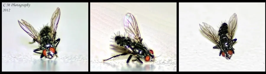 $Entomophobia.webp $Entomophobia.webp