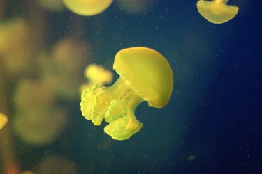 $jellyfish.webp $jellyfish.webp