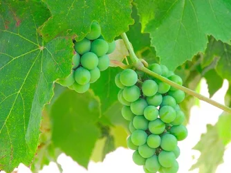 $GrapesSharp.webp
