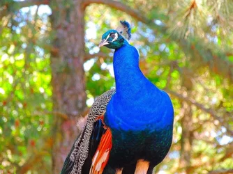 $PopcornPeacock.webp