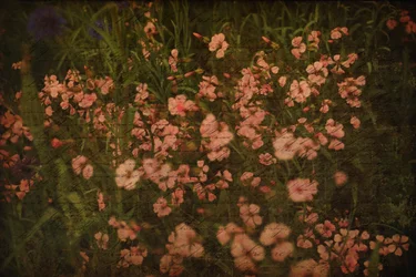 $flowers with words.webp
