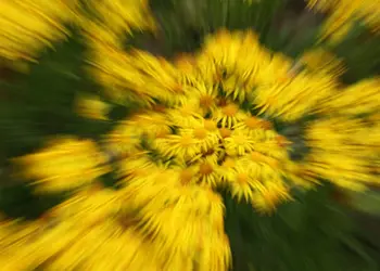 $yellow.webp
