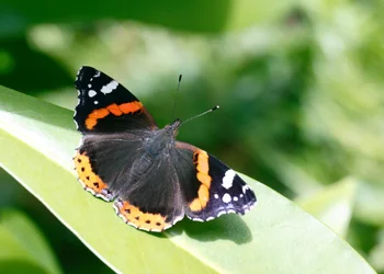 $butterfly.webp