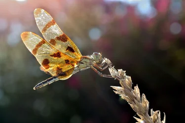 $Dragonfly.webp