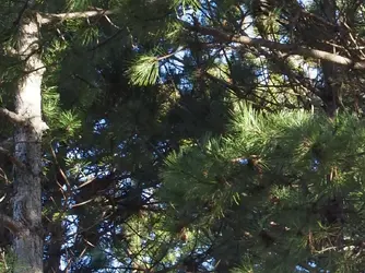 P3030049-Crop02-C1.webp