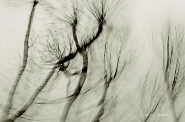 Dance of the bare trees.TPF.webp