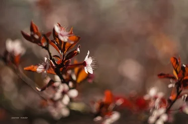 Esperando a la primavera.webp