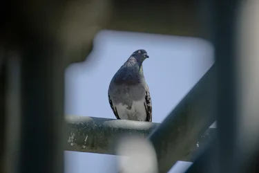 Pigeon .webp