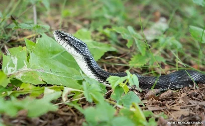 Snek - Daryll Morgan Studios-1.webp