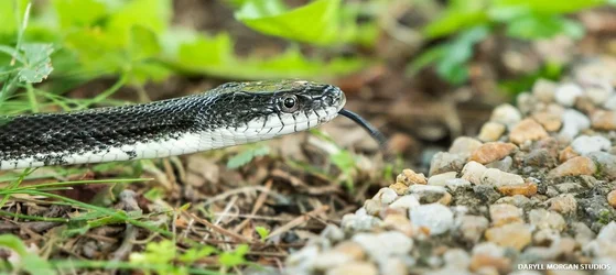 Snek - Daryll Morgan Studios-2.webp