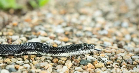 Snek - Daryll Morgan Studios-3.webp