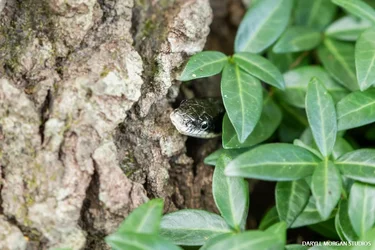 Snek - Daryll Morgan Studios-4.webp