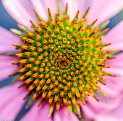 0E2841E6-B64B-473C-BA42-D25C6877EFCE.webp