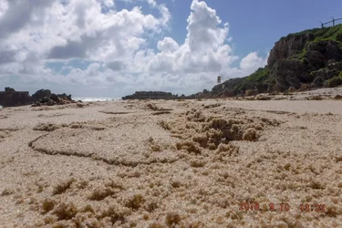 DSCF0092.webp