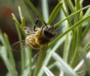 Bee 08-09-2017   (14).webp