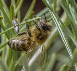 Bee 08-09-2017   (57).webp